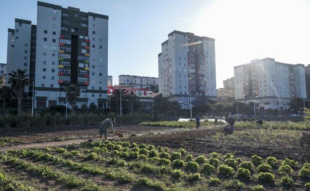 Medioambiente impulsa una ordenanza para promover los huertos urbanos