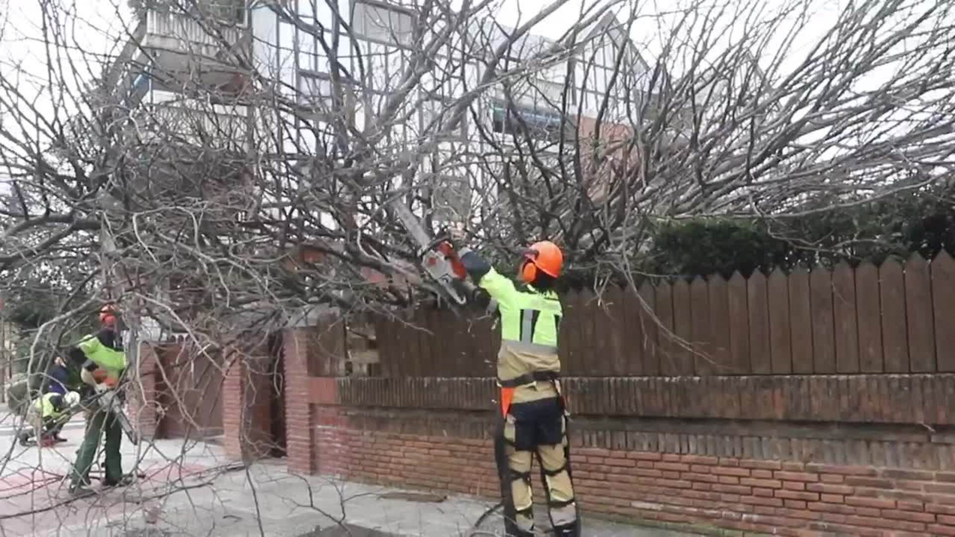 Cae Un Rbol De Grandes Dimensiones Sobre Un Edificio En Getxo El Correo