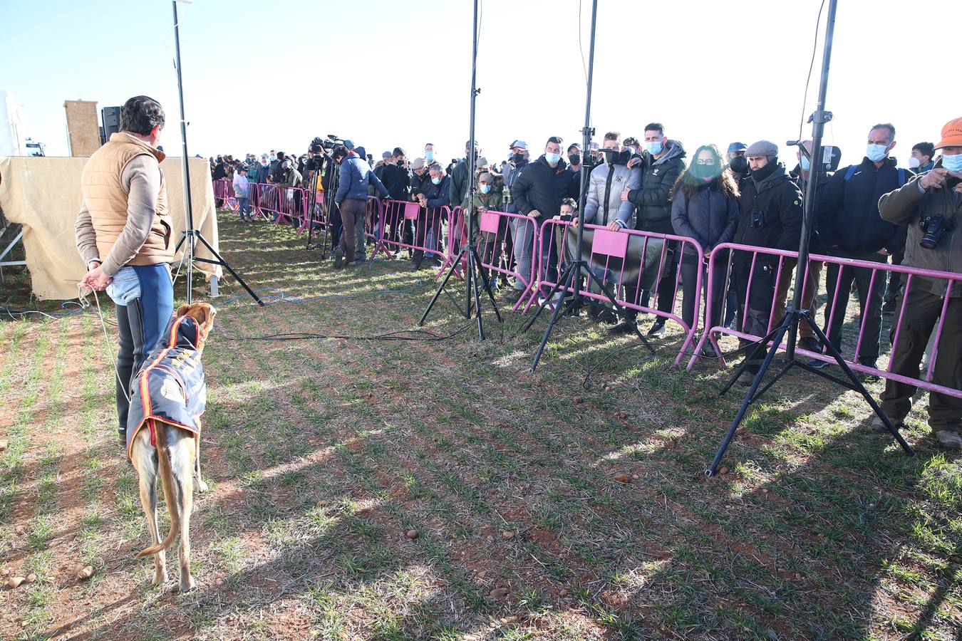 Fotos El galgo castellano y leonés Rubio de Triki se impone en el