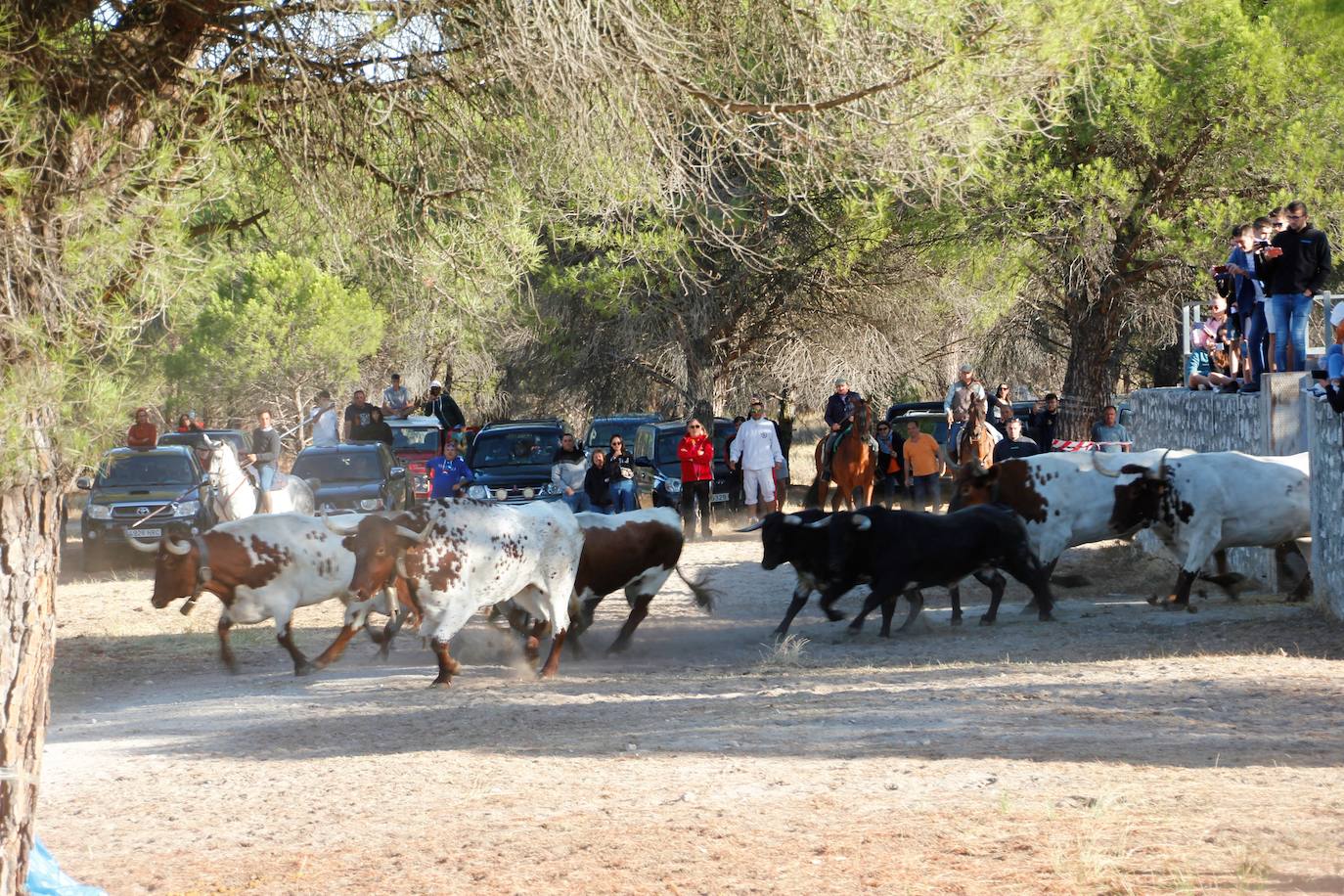 Fotos Encierro En Arrabal De Portillo El Norte De Castilla