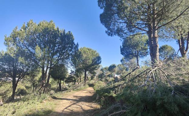 Cerro de los Mártires: Se realizan trabajos de poda en los pinos y encinas del Cerro de los Mártires