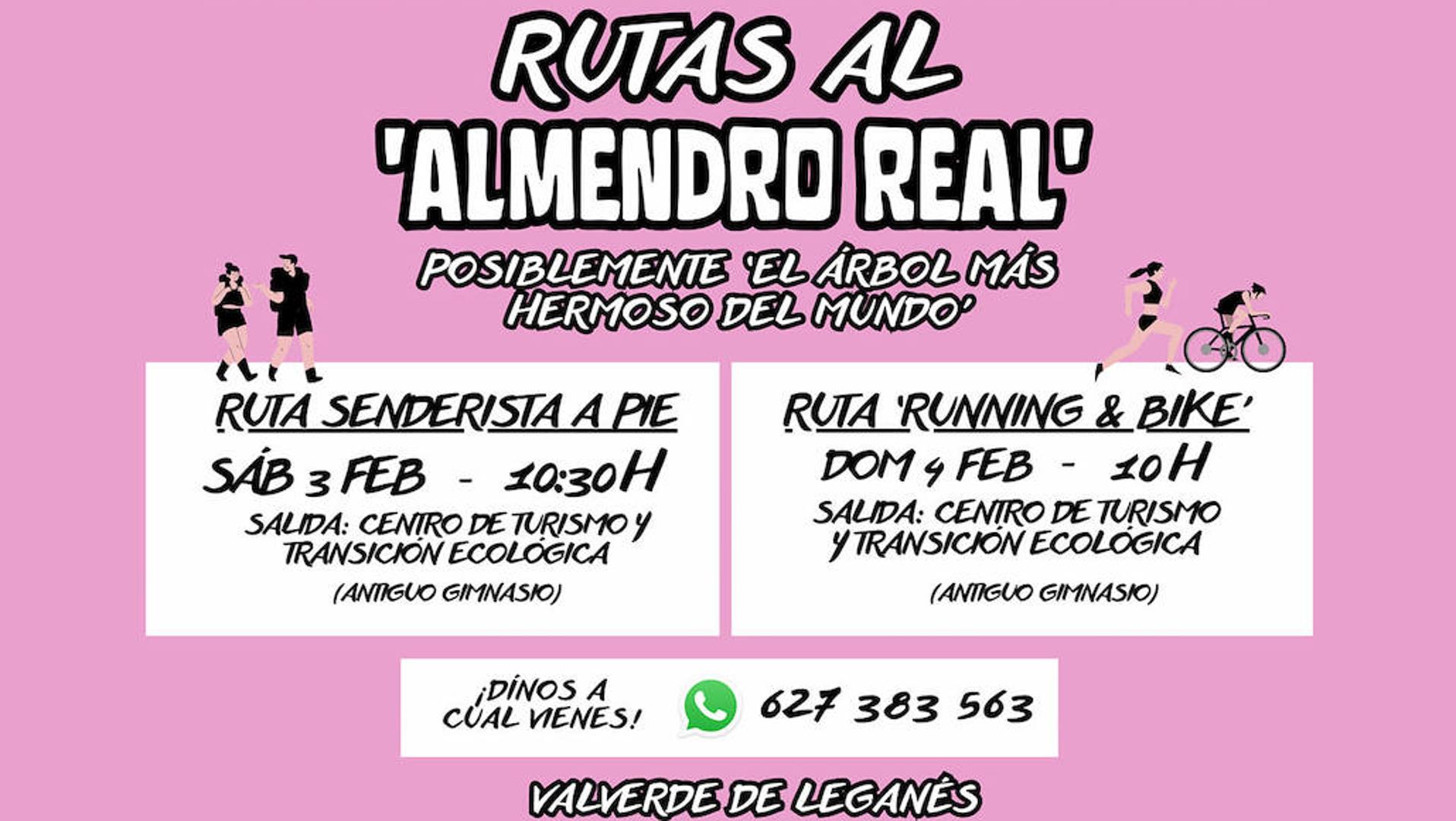 Organizadas Las Primeras Rutas Para Visitar El Almendro Real Hoy