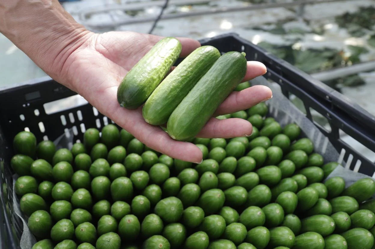 Pepinos Snack El Aperitivo Que Viaja De Don Benito A Europa Hoy