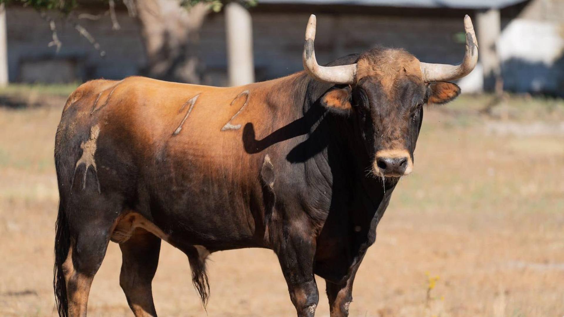 Grave Tras Ser Corneado Por Un Toro En Las Fiestas De Garrovillas De