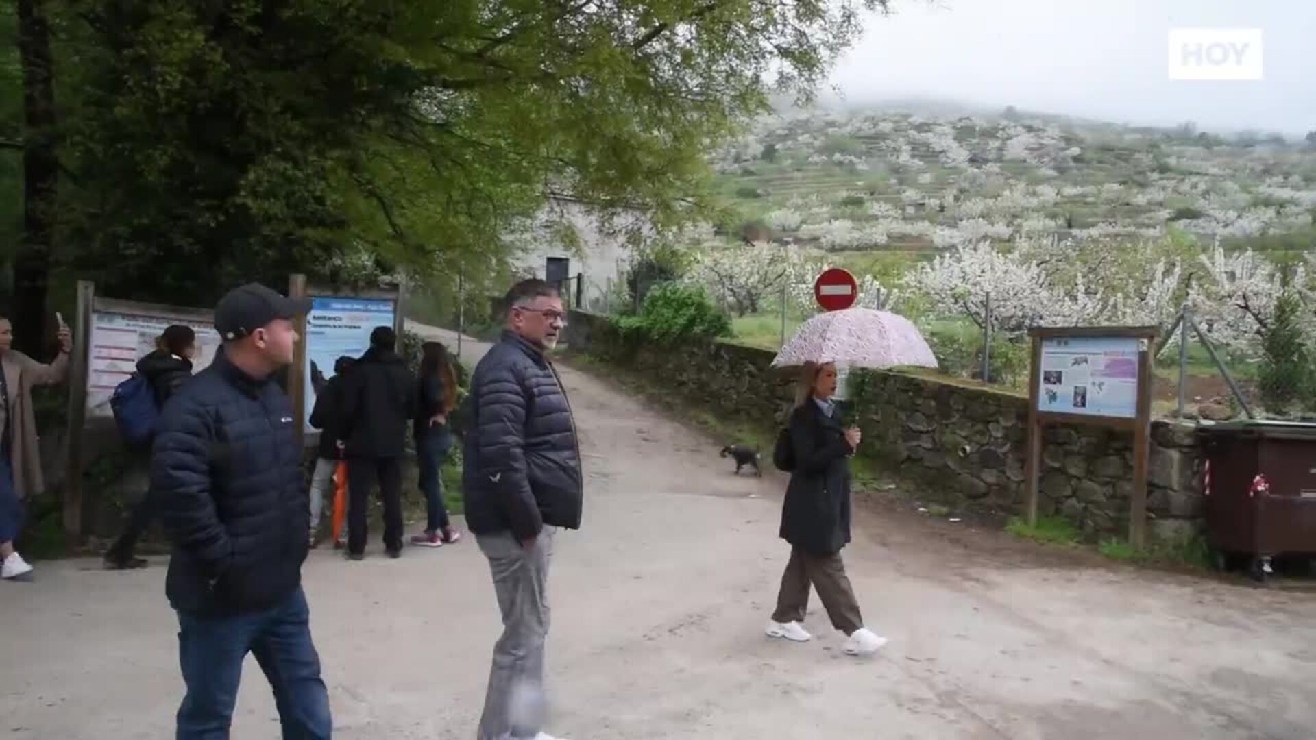 El Valle Del Jerte Sufre Desajustes Naturales Cerezos En Flor Bajo La