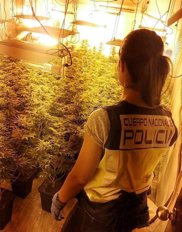 Cuatro Detenidos Tras Desmantelar Un Cultivo Con Plantas De