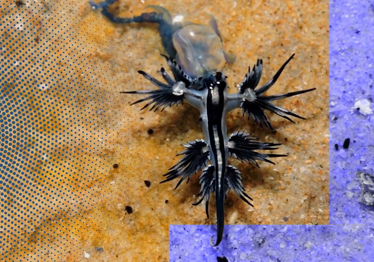 El Drag N Azul La Criatura Que Vuelve A La Costa Espa Ola Tras