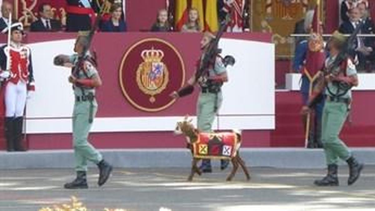 Por Qu La Cabra Es La Mascota De La Legi N La Gaceta De Salamanca