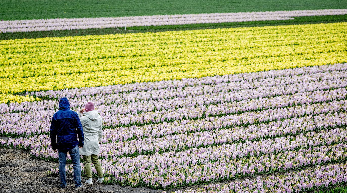 El Mayor Jard N De Tulipanes Del Mundo Abre Sus Puertas En Primavera