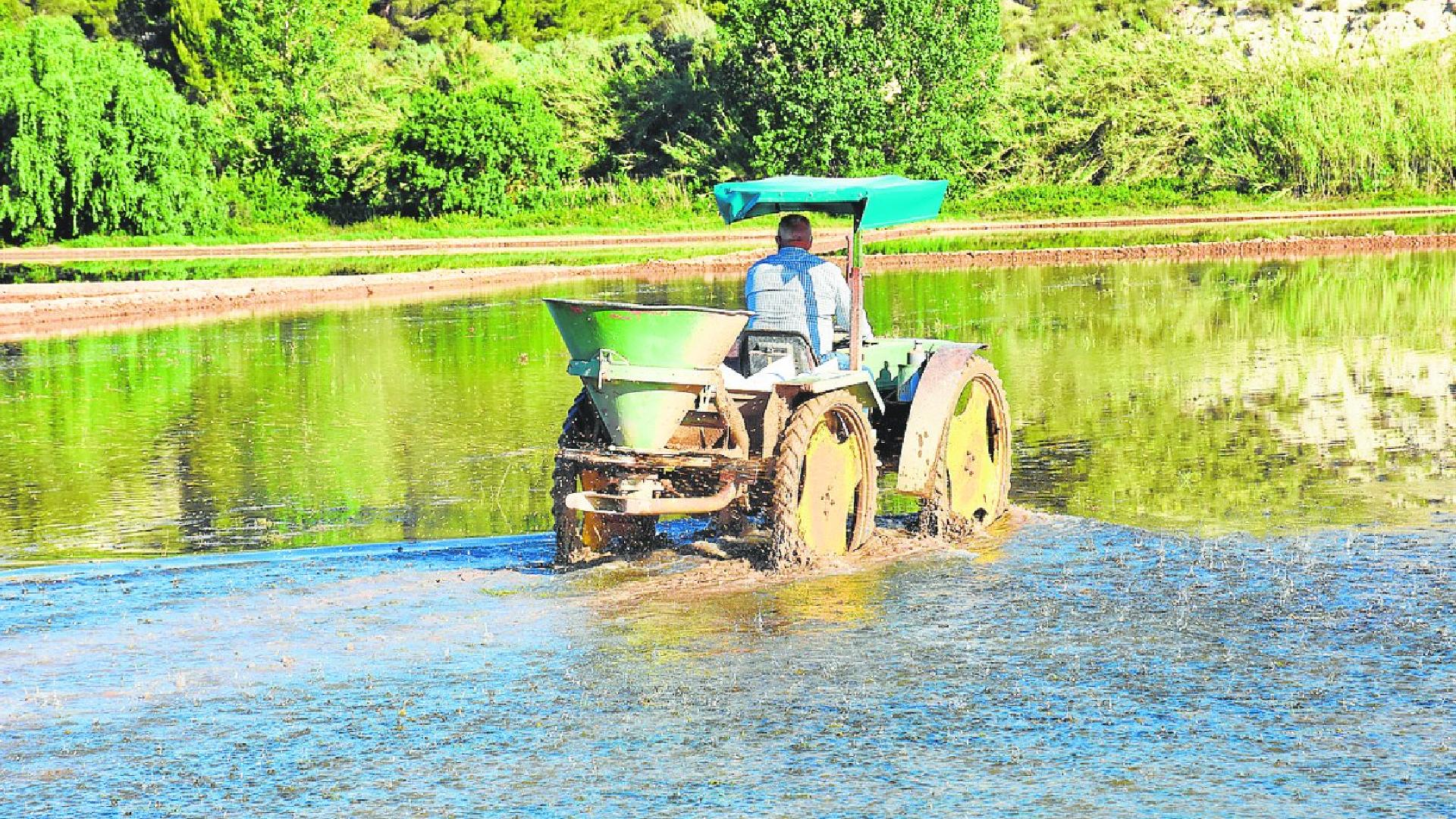 La Campa A Del Arroz Prev La Siembra De Unas Hect Reas En