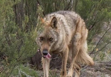 El Congreso Abre La Puerta A Recuperar La Caza Del Lobo Leonoticias