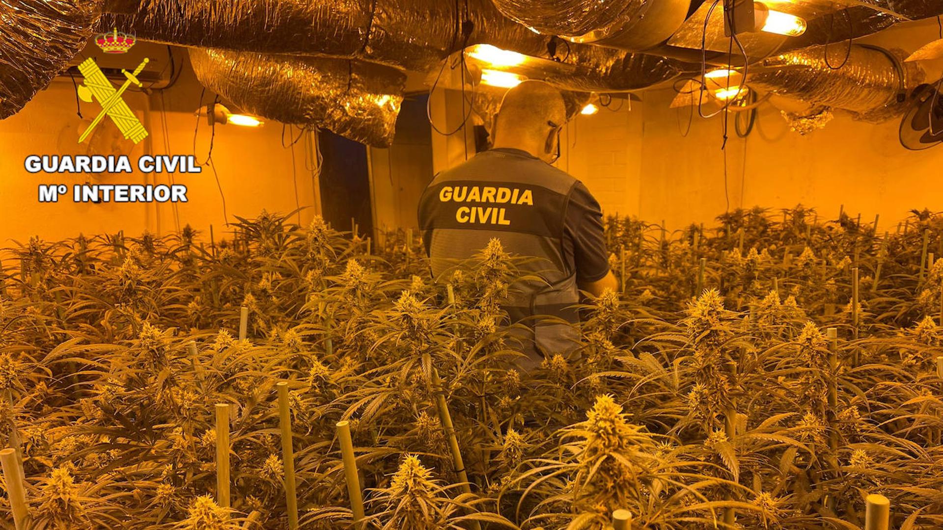 Desmantelan Una Plantacion Indoor Con 906 Plantas De Marihuana En