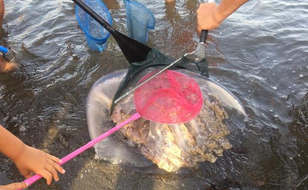 Jellyfish numbers start to dwindle on the beaches of the Costa del Sol