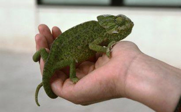 What should you do if you find an injured or sick wild animal in Andalucía?