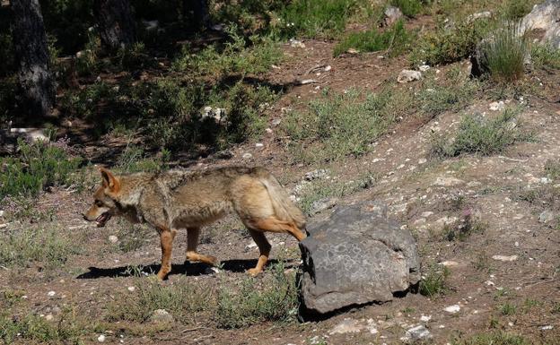 Ejemplar de Lobo Ibérico.