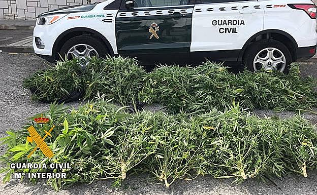 Imagen principal - La Guardia Civil interviene 325 kilos de marihuana en los últimos meses