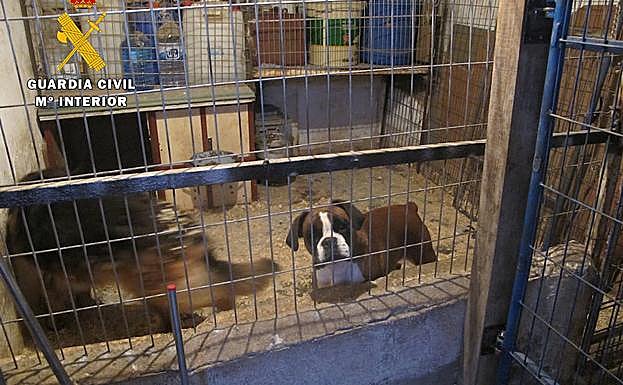 Imagen de la perrera destapada