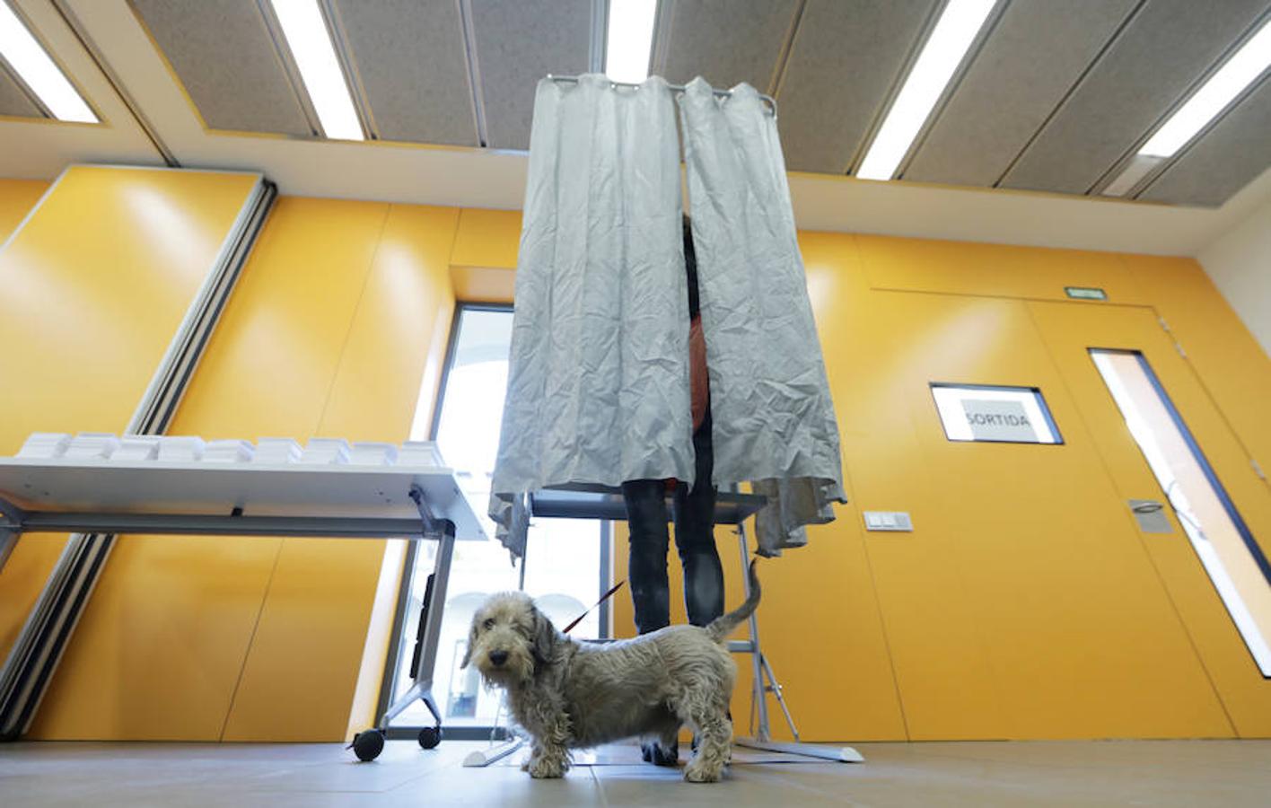 Un perro espera mientras su dueño elige su voto.