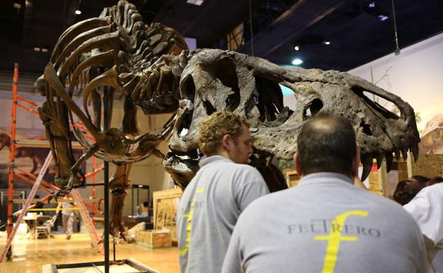 Empleados de Feltrero preparan el embalaje para el traslado de la reproducción de un dinosaurio. 