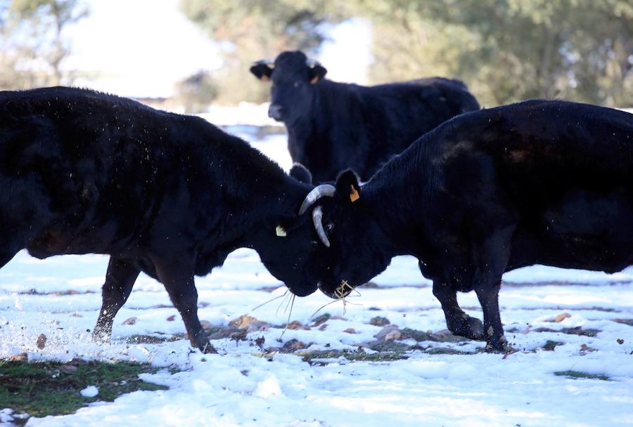 Decenas de ganaderos de extensivo de Castilla y León se afanan en llegar a sus animales para facilitar alimento después de que el temporal anegara los accesos