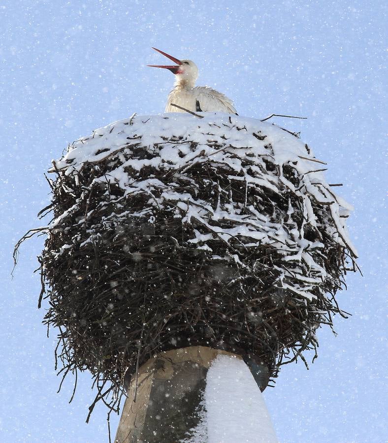 Cigüeña en la torre de la iglesia Nuestra Señora del Carmen, en Alar del Rey (Palencia).
