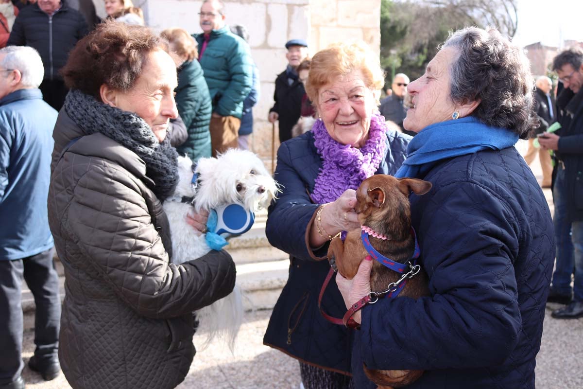 Miles de personas acuden al tradicional reparto de titos de la Cofradía de San Antón en Gamonal