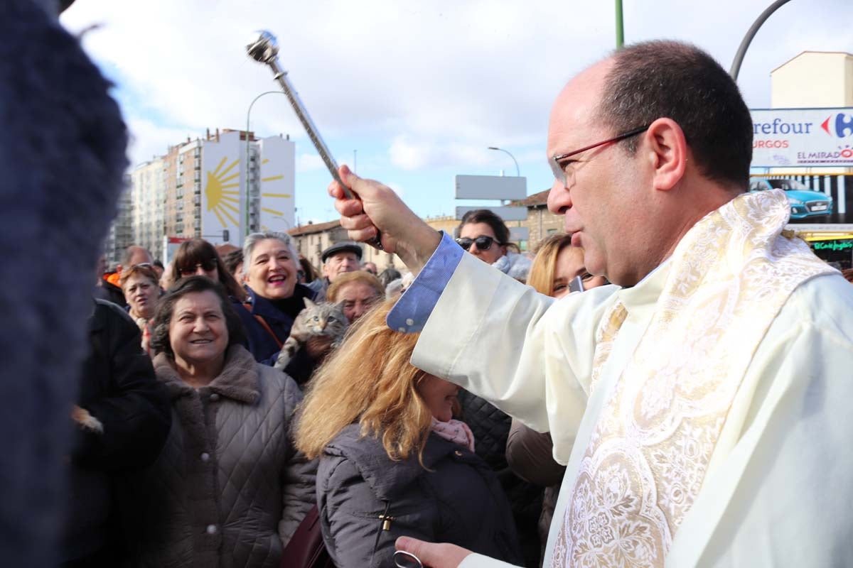 Miles de personas acuden al tradicional reparto de titos de la Cofradía de San Antón en Gamonal