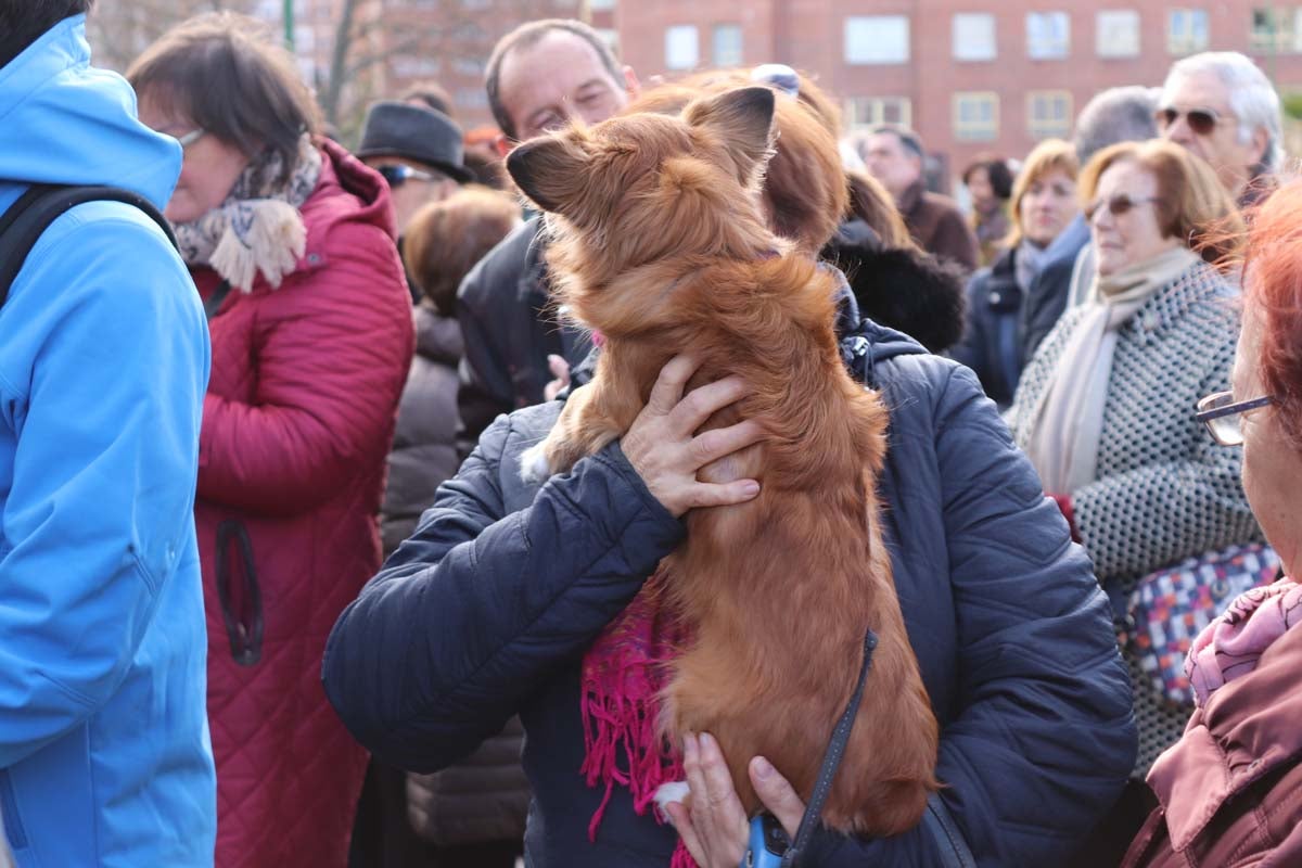 Miles de personas acuden al tradicional reparto de titos de la Cofradía de San Antón en Gamonal