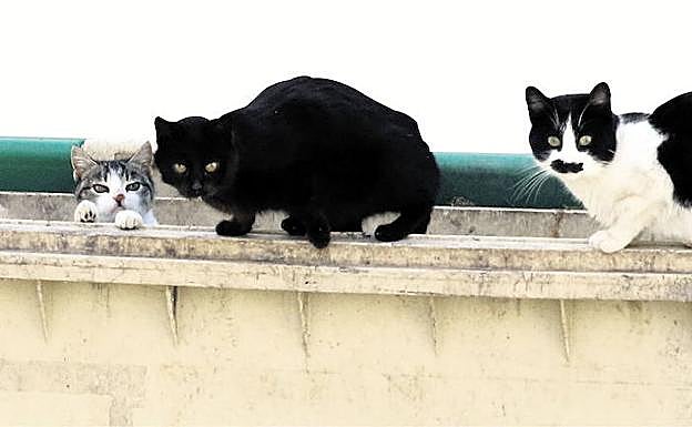Gatos callejeros en un contenedor. 