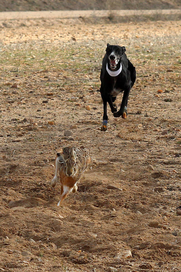 Tarrita de Tarrito y Malú de Villadiezma pasan a las semifinales del Campeonato de España de Galgos