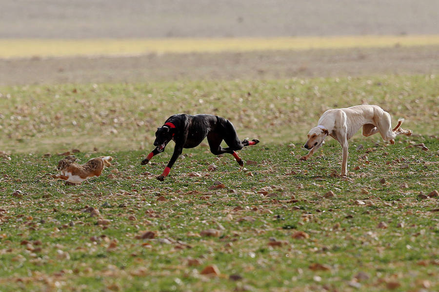 Tarrita de Tarrito y Malú de Villadiezma pasan a las semifinales del Campeonato de España de Galgos