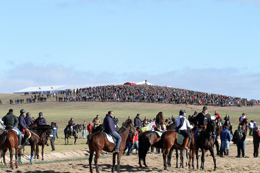 Tarrita de Tarrito y Malú de Villadiezma pasan a las semifinales del Campeonato de España de Galgos