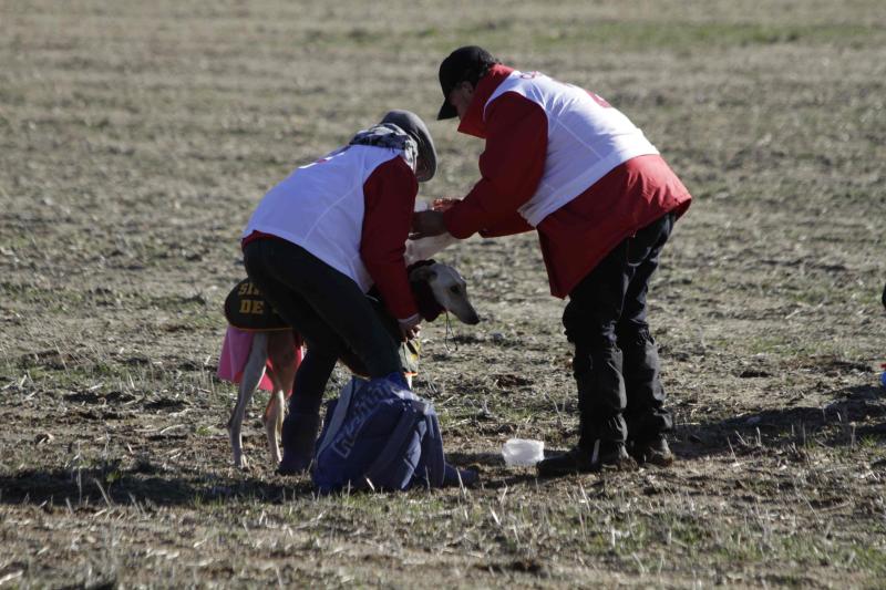 Ambiente en la carrera de galgos de este sábado en Madrigal de las Altas Torres, durante los cuartos de final del Campeonato Nacional