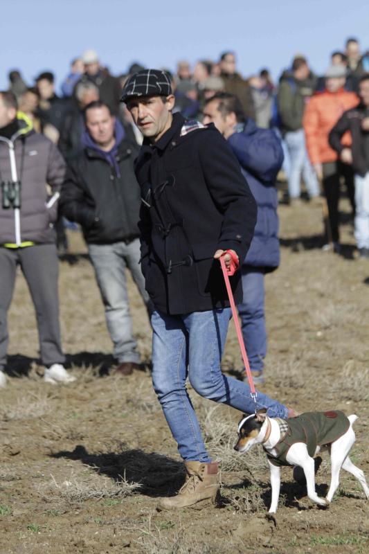 Ambiente en la carrera de galgos de este sábado en Madrigal de las Altas Torres, durante los cuartos de final del Campeonato Nacional