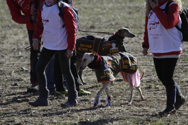 Ambiente en la carrera de galgos de este sábado en Madrigal de las Altas Torres, durante los cuartos de final del Campeonato Nacional