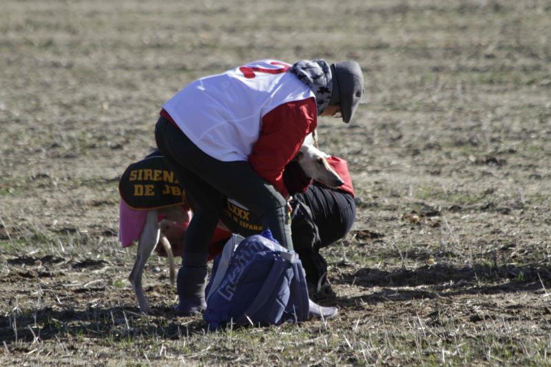 Ambiente en la carrera de galgos de este sábado en Madrigal de las Altas Torres, durante los cuartos de final del Campeonato Nacional