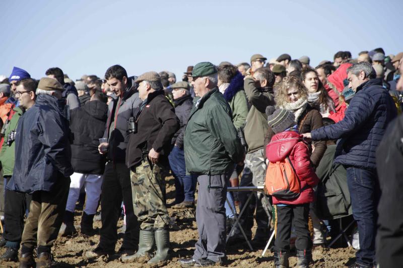 Ambiente en la carrera de galgos de este sábado en Madrigal de las Altas Torres, durante los cuartos de final del Campeonato Nacional