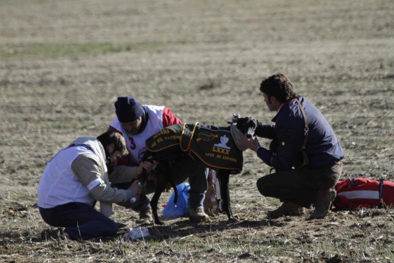 Ambiente en la carrera de galgos de este sábado en Madrigal de las Altas Torres, durante los cuartos de final del Campeonato Nacional