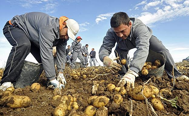 La recogida de la patata emplea cada año a centenares de personas