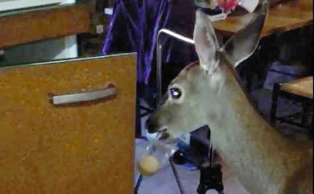 Bambi come galletas en la casa de su dueño, en plena montaña palentina. 