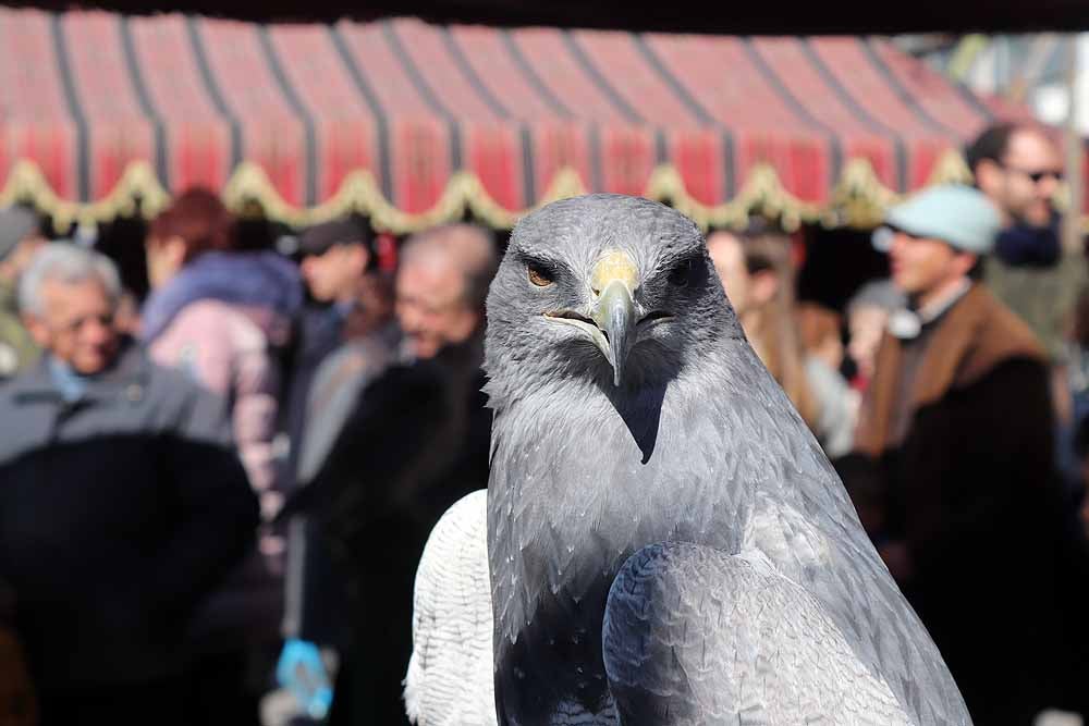 Fotos: Vuelta al pasado con el Mercado Medieval de Gamonal