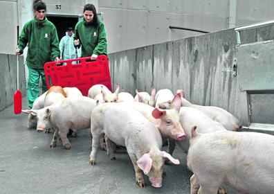 Imagen secundaria 1 - El comedero de pienso en la zona de cría, donde los gorrinos pueden comer sin límite.