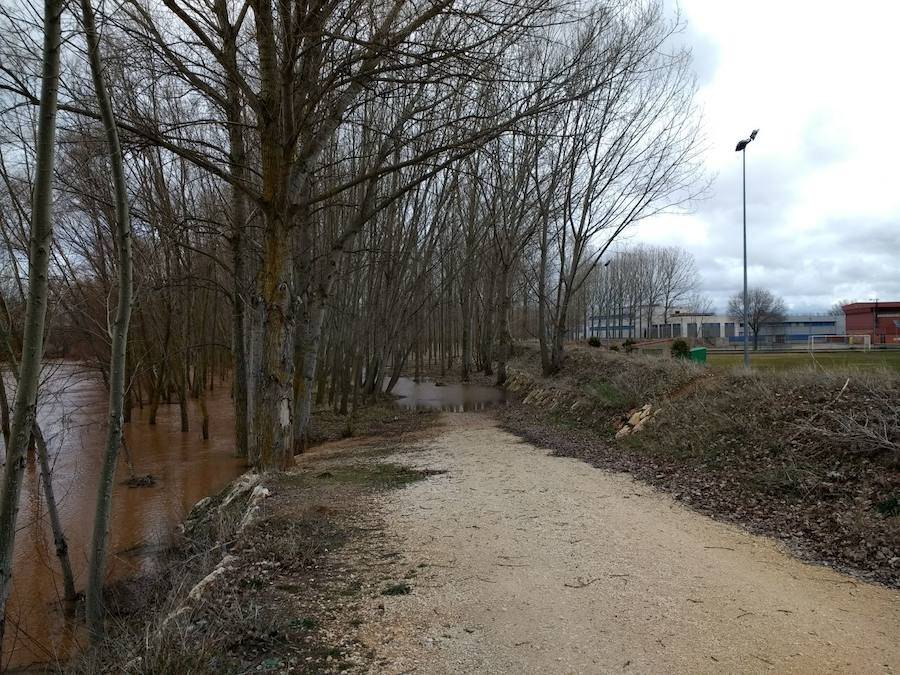 Las lluvias y el deshielo han hecho que el caudal del Arlanza crezca de manera considerable. Los vecinos lo miran con recelo ante las previsiones de más lluvia para la próxima semana