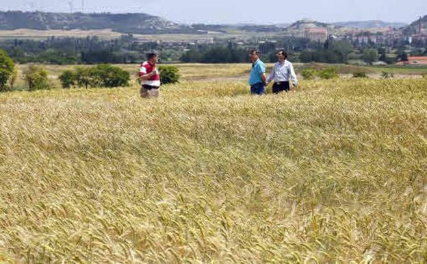 Agricultores y técnicos observan los resultados de los campos