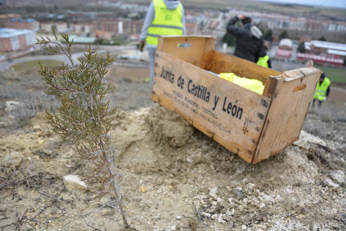 Alrededor de 200 personas se juntan en la Barriada Yagüe para repoblar la masa forestal del Monte de la Salud y el Cerro del Rey.