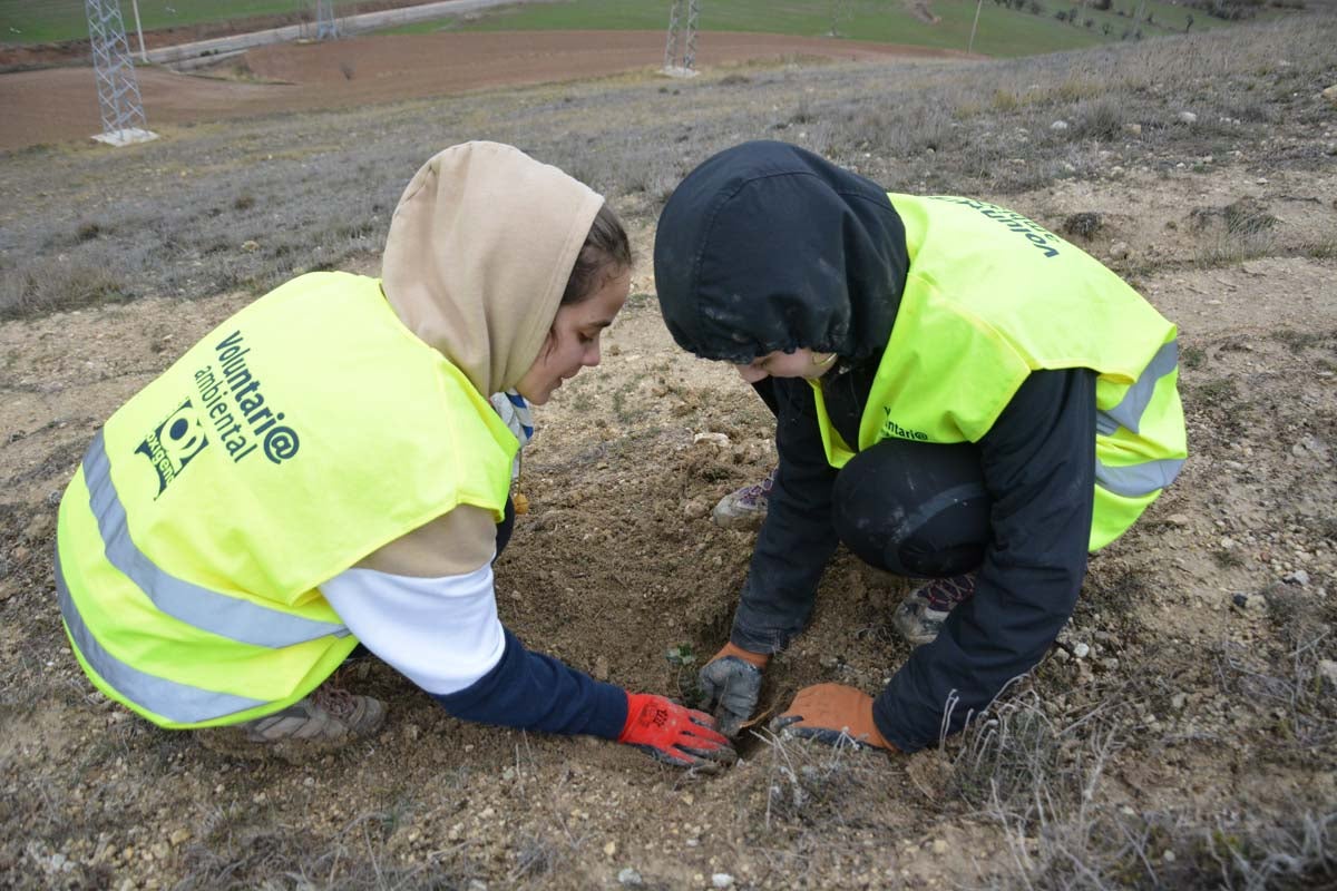 Alrededor de 200 personas se juntan en la Barriada Yagüe para repoblar la masa forestal del Monte de la Salud y el Cerro del Rey.