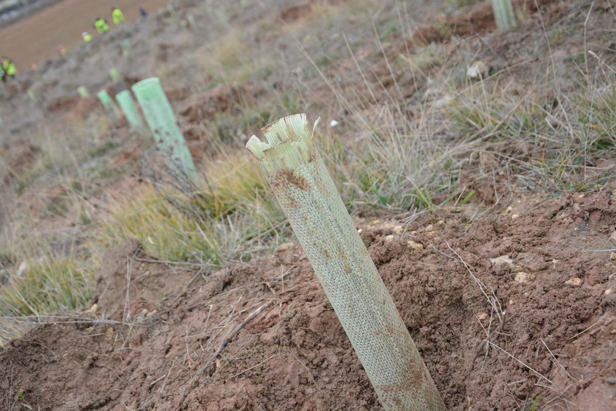 Alrededor de 200 personas se juntan en la Barriada Yagüe para repoblar la masa forestal del Monte de la Salud y el Cerro del Rey.