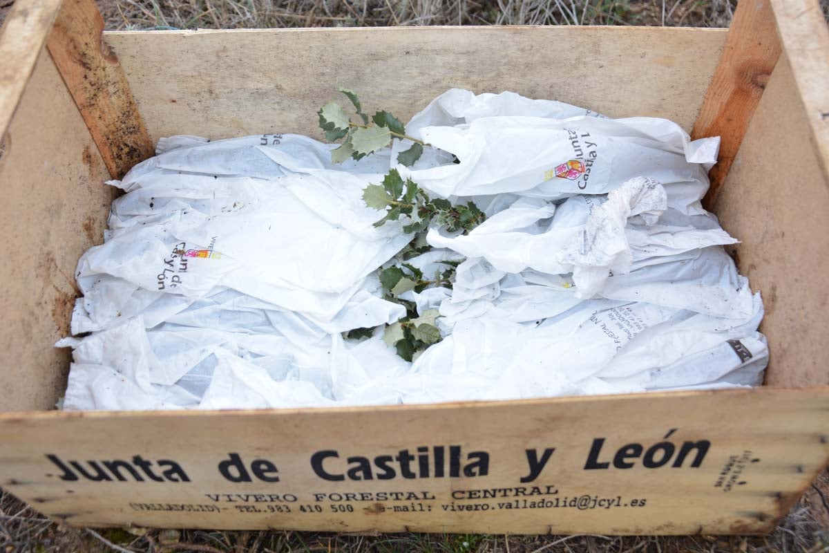 Alrededor de 200 personas se juntan en la Barriada Yagüe para repoblar la masa forestal del Monte de la Salud y el Cerro del Rey.