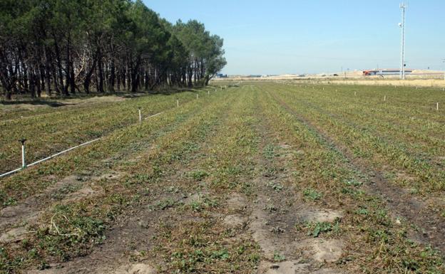 La Junta continúa aprobando actuaciones de concentración parcelaria.