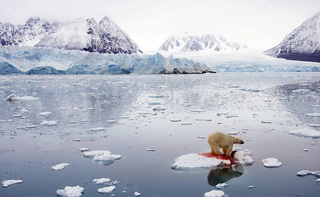 Oso polar posado sbre un casquete de hielo en el lago de Svalbard. 